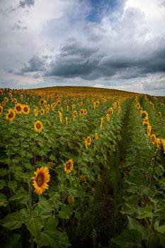 Prairie Sunflower Field in Saskatchewan Canada Rural scene