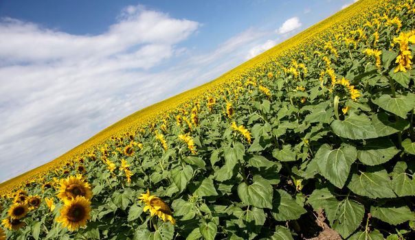 Prairie Sunflower Field in Saskatchewan Canada Rural scene