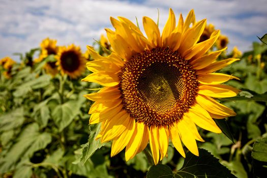 Prairie Sunflower Field in Saskatchewan Canada Rural scene