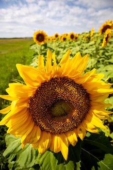 Prairie Sunflower Field in Saskatchewan Canada Rural scene