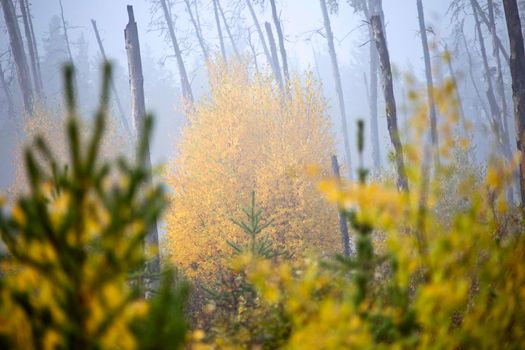 Autumn Northern Saskatchewan wilderness prestine rural scenic