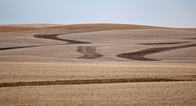Design Field Saskatchewan spring crop stubble panoramic