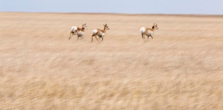 Pronghorn Antelope Saskatchewan Canada Prairie wildlife in field