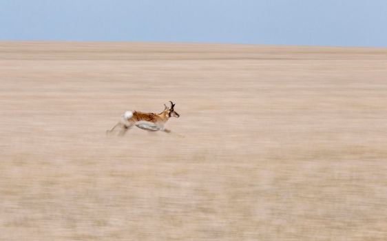 Pronghorn Antelope Saskatchewan Canada Prairie wildlife in field