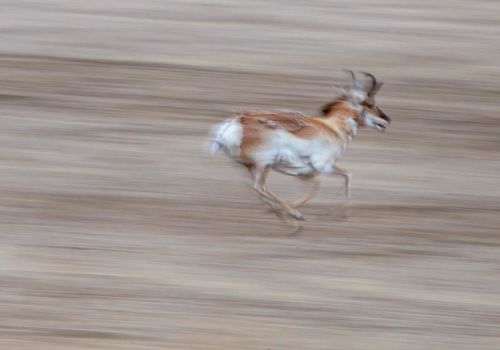 Pronghorn Antelope Saskatchewan Canada Prairie wildlife in field