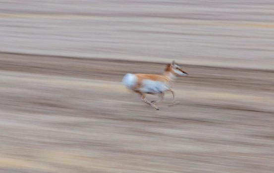 Pronghorn Antelope Saskatchewan Canada Prairie wildlife in field