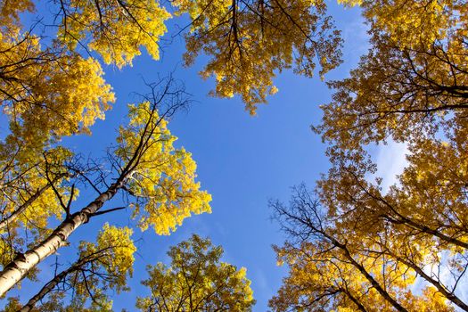 Autumn Northern Saskatchewan wilderness prestine rural scenic