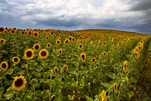 Prairie Sunflower Field in Saskatchewan Canada Rural scene