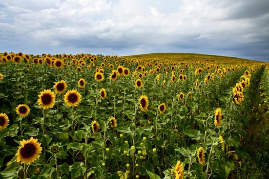 Prairie Sunflower Field in Saskatchewan Canada Rural scene