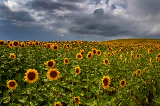 Prairie Sunflower Field in Saskatchewan Canada Rural scene
