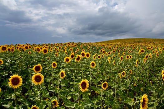 Prairie Sunflower Field in Saskatchewan Canada Rural scene