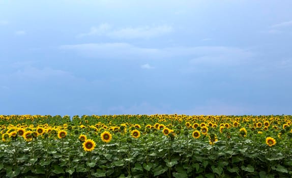 Prairie Sunflower Field in Saskatchewan Canada Rural scene