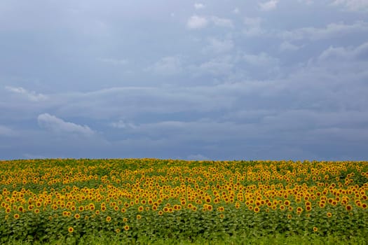 Prairie Sunflower Field in Saskatchewan Canada Rural scene