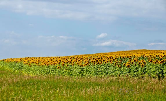Prairie Sunflower Field in Saskatchewan Canada Rural scene