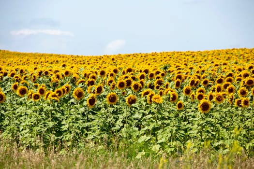 Prairie Sunflower Field in Saskatchewan Canada Rural scene