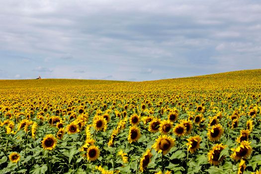 Prairie Sunflower Field in Saskatchewan Canada Rural scene