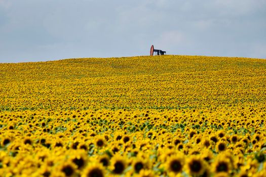 Sunflowers and Pumpjack in Prairie Saskatchewan Canada