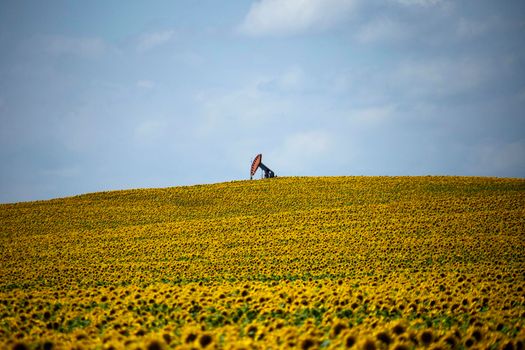 Sunflowers and Pumpjack in Prairie Saskatchewan Canada