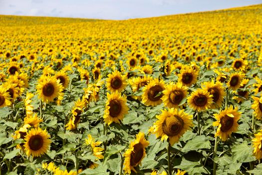 Prairie Sunflower Field in Saskatchewan Canada Rural scene