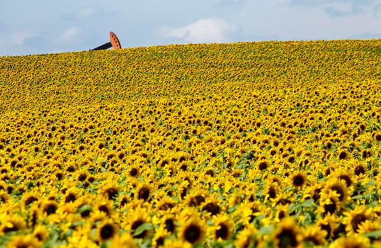 Sunflowers and Pumpjack in Prairie Saskatchewan Canada