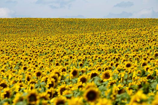 Prairie Sunflower Field in Saskatchewan Canada Rural scene