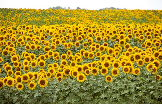 Prairie Sunflower Field in Saskatchewan Canada Rural scene