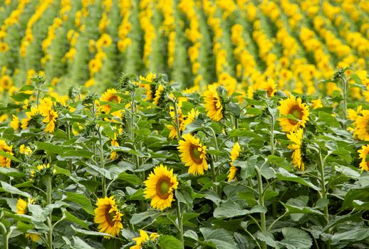 Prairie Sunflower Field in Saskatchewan Canada Rural scene