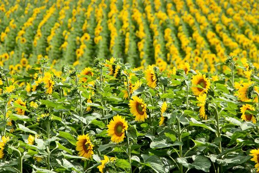 Prairie Sunflower Field in Saskatchewan Canada Rural scene