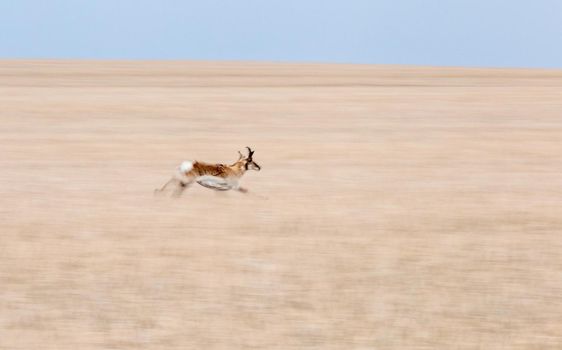 Pronghorn Antelope Saskatchewan Canada Prairie wildlife in field