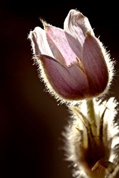 Spring Crocus Sunlit rim lighting beauty purple