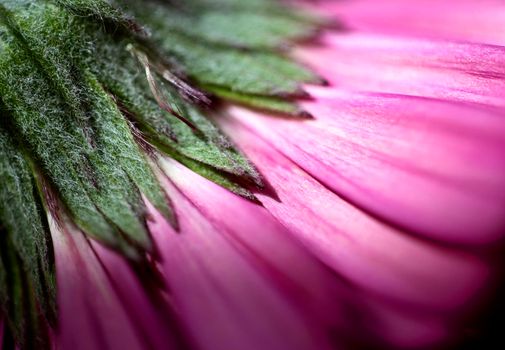 Pink Flower Iris close up Photo Lighting