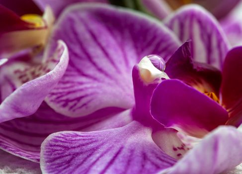 Pink Flower Iris close up Photo Lighting
