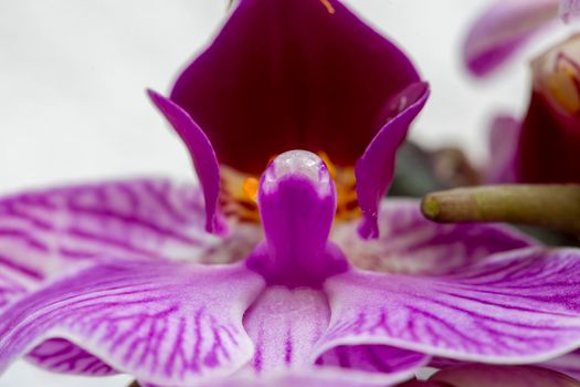 Pink Flower Iris close up Photo Lighting