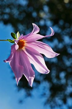 Blossom lavender flower of bell tree dahlia - dahlia imperialis - , blue and dark sky ,