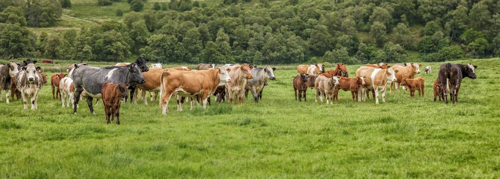 Cows in green grassy meadow on the spring