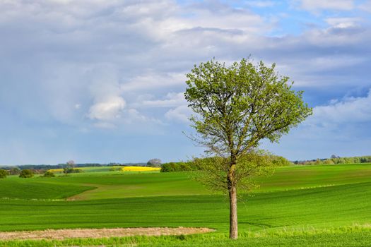 Spring ecological landscape with a tree and green fields