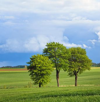 Green field of trees and beautiful sky