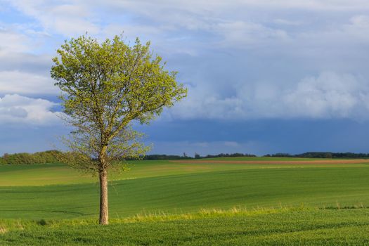 Beautiful spring landscape and lonely tree on a green field