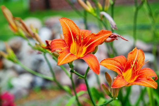 Wild orange lily flower in green meadow