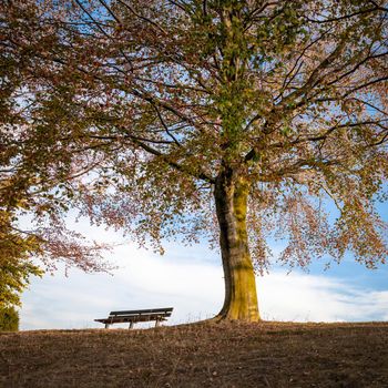 Park bench under an autumn tree