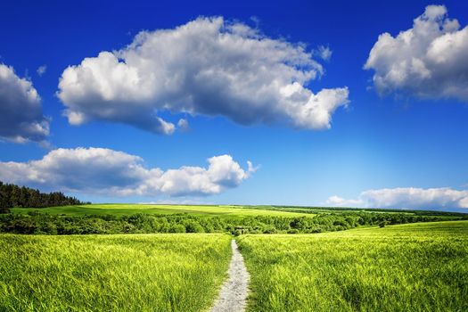 Beautiful organic agriculture and the blue sky with clouds