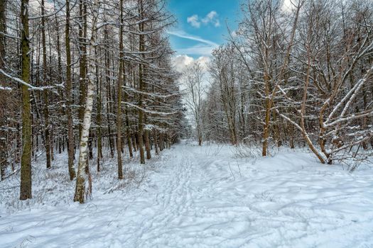 Snowy winter path in the forest
