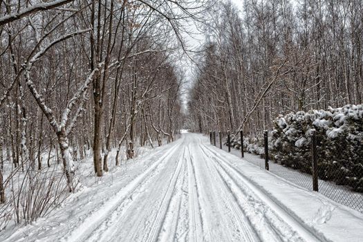 Winter snowy road in the forest