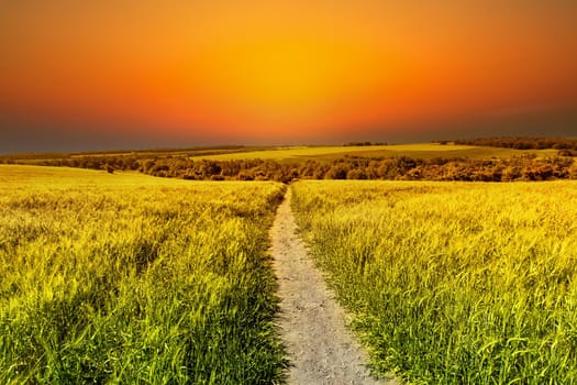 Golden fields of grain at sunset