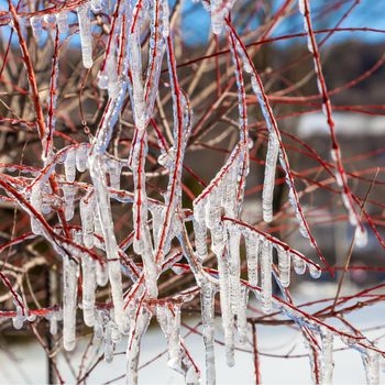 Tree branches covered with ice in winter