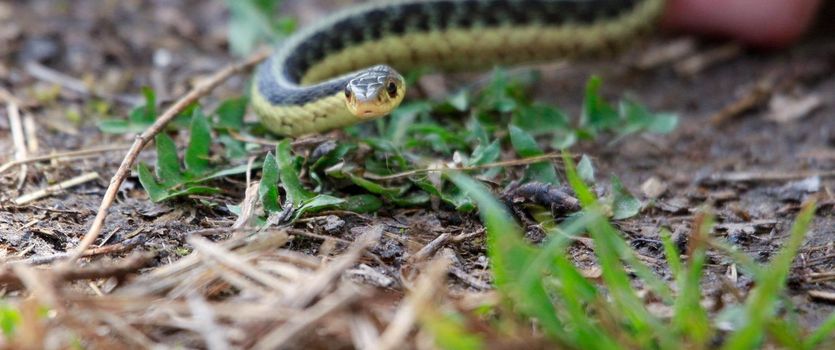Eastern Garter snake (T. s. parietalis) photographed in Ontario Canada. High quality photo