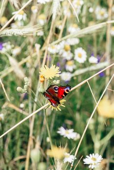 Aglais io or european peacock butterfly sitting on the yellow flower