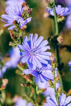 Flower of common chicory at the summer day