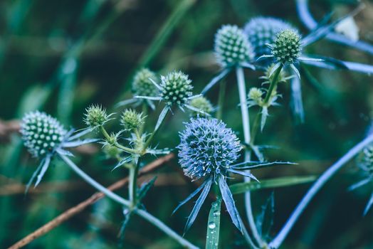 Flowers of blue eryngium with water drops after rain