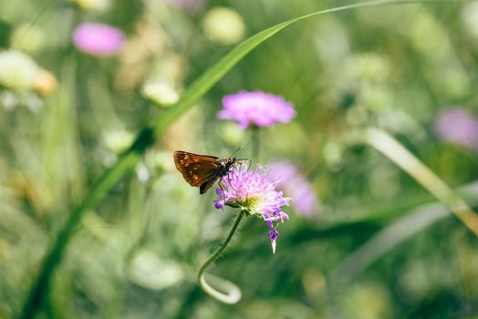 Orange butterfly sitting on the pink flower